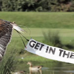Eagles Eagles